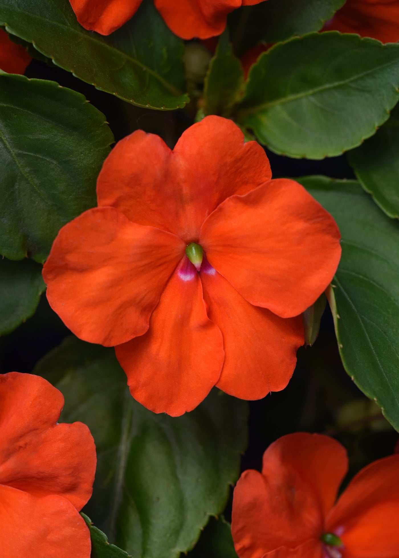 Beacon Orange Impatiens Flat