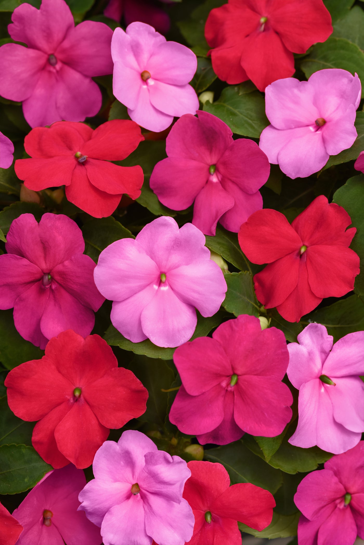 Beacon Otway Mix Impatiens Flat