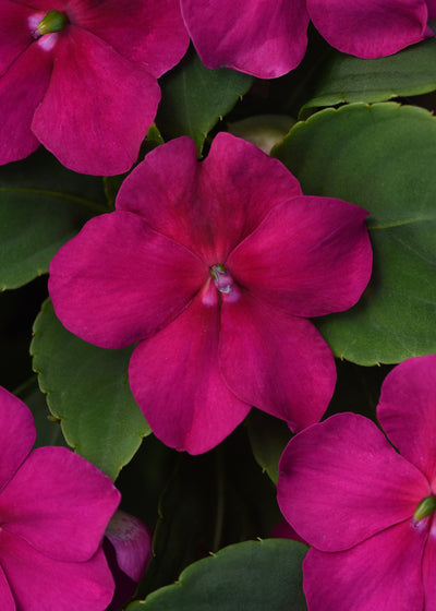 Beacon Rose Impatiens Flat