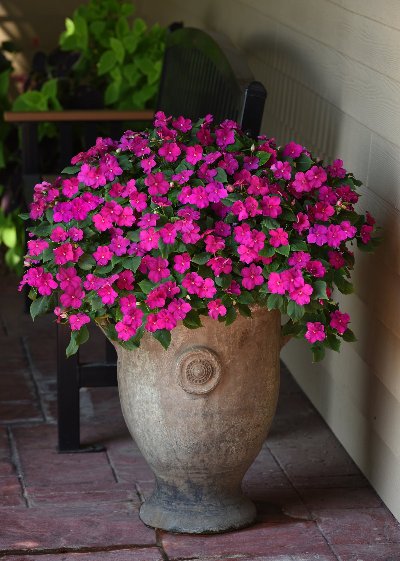 Beacon Rose Impatiens Flat