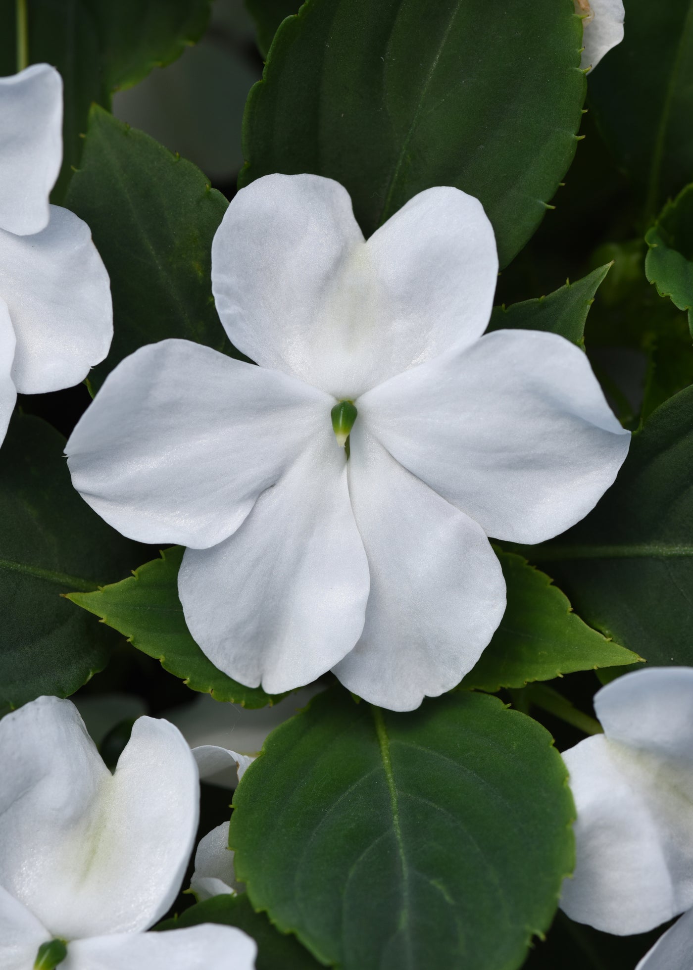 Beacon White Impatiens Flat