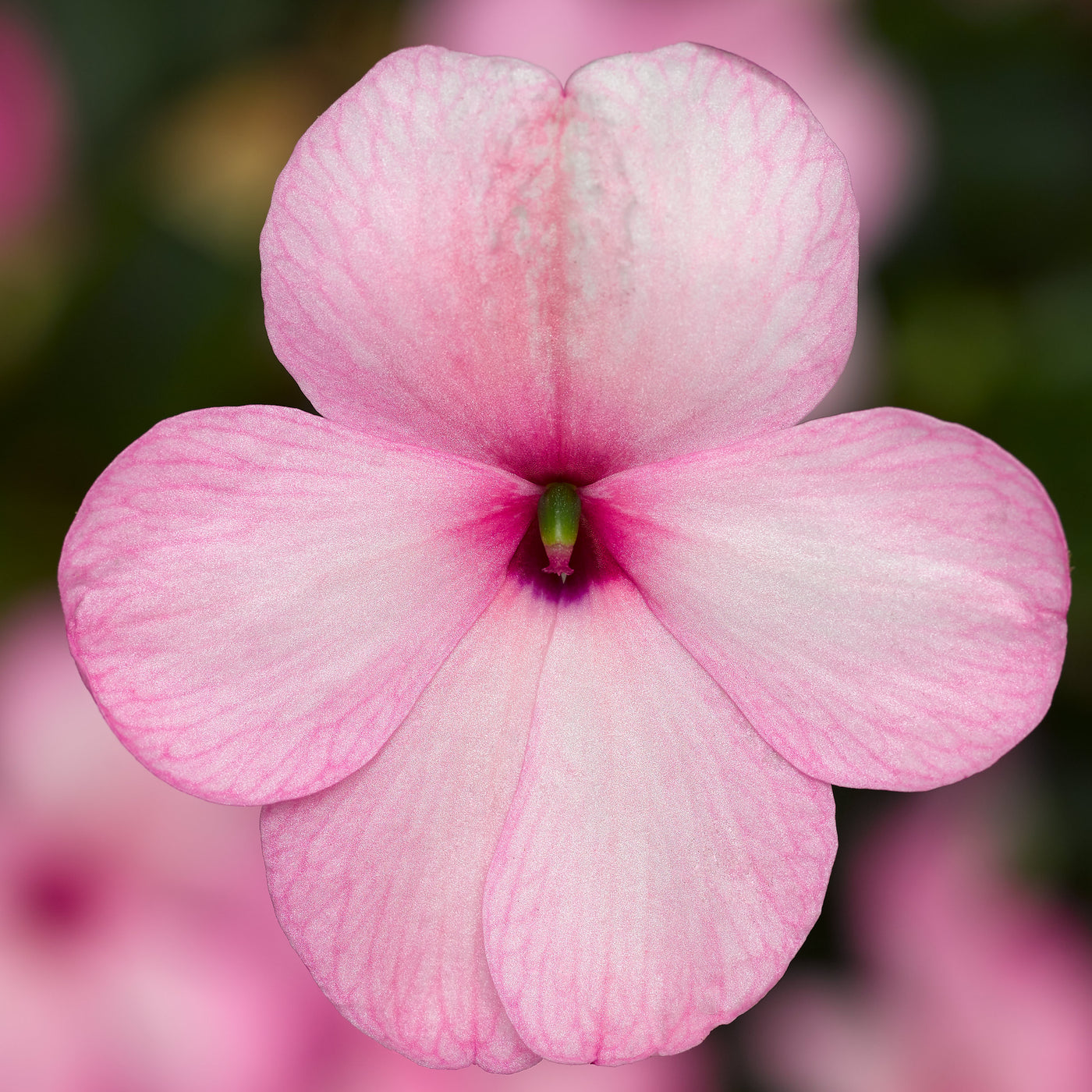 Imara XDR Pink Impatiens Flat