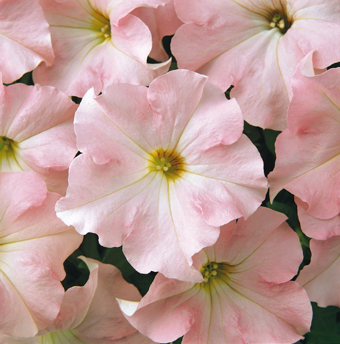 Dreams Appleblossom Petunia Flat