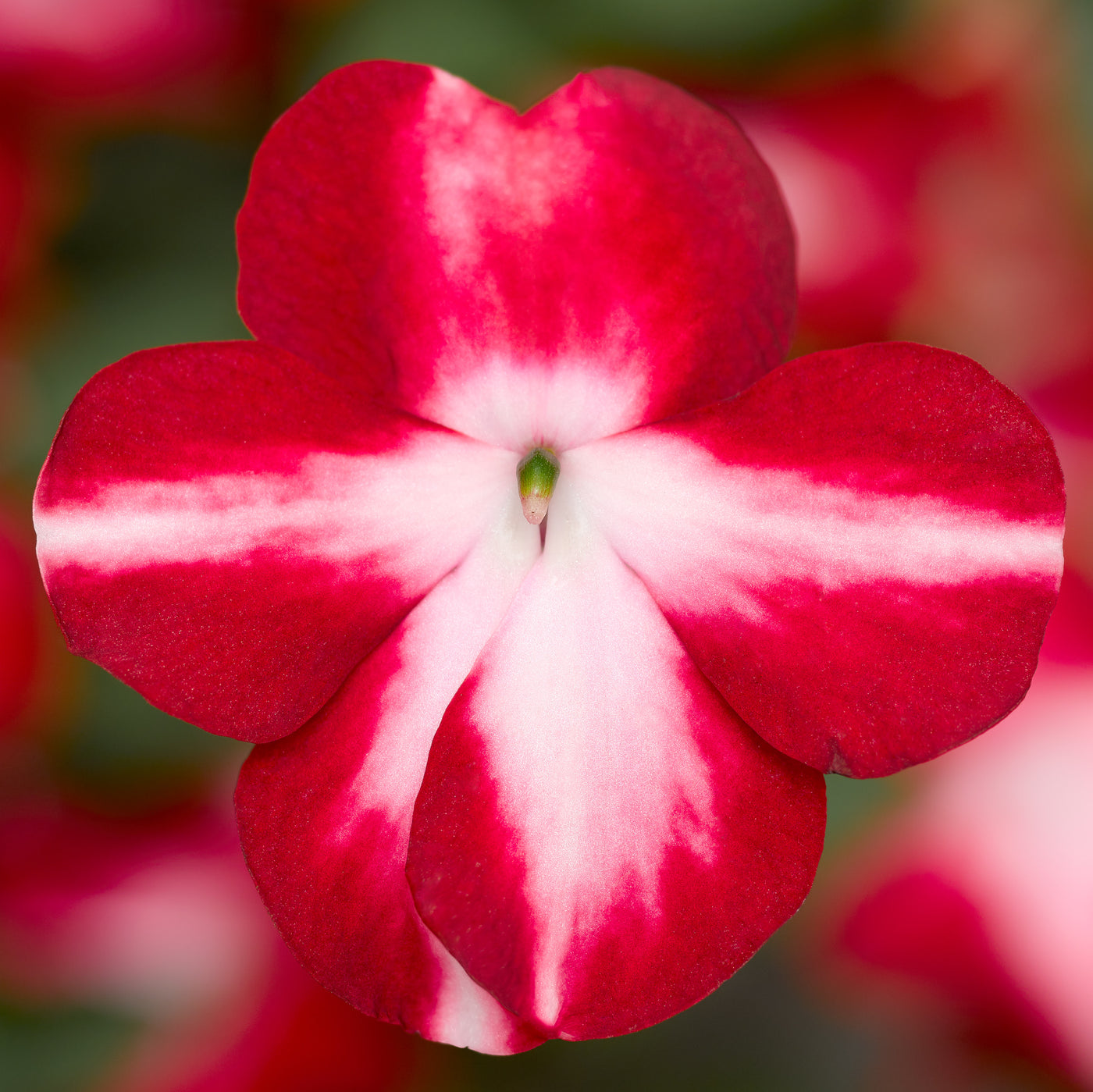 Imara XDR Red Star Impatiens Flat