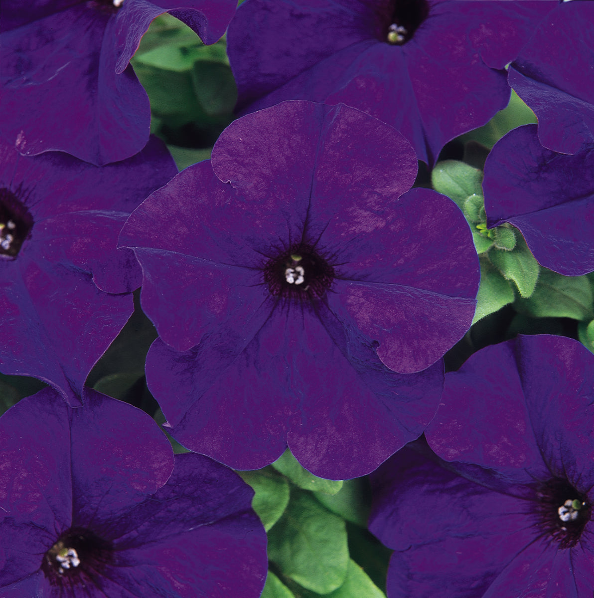 Dreams Midnight (blue) Petunia Flat