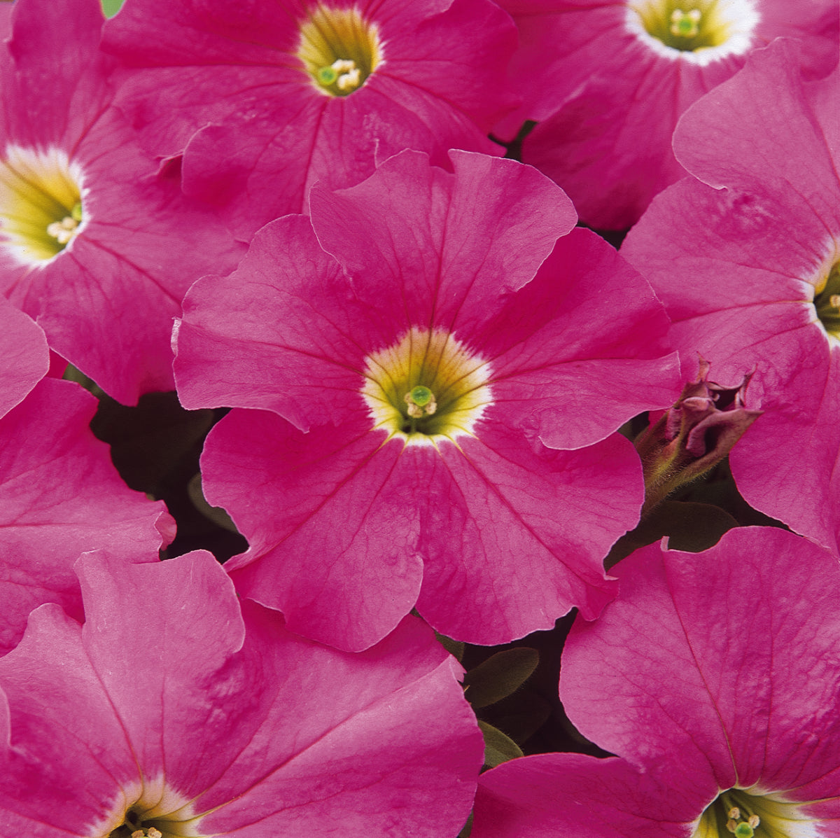 Dreams Pink Petunia Flat