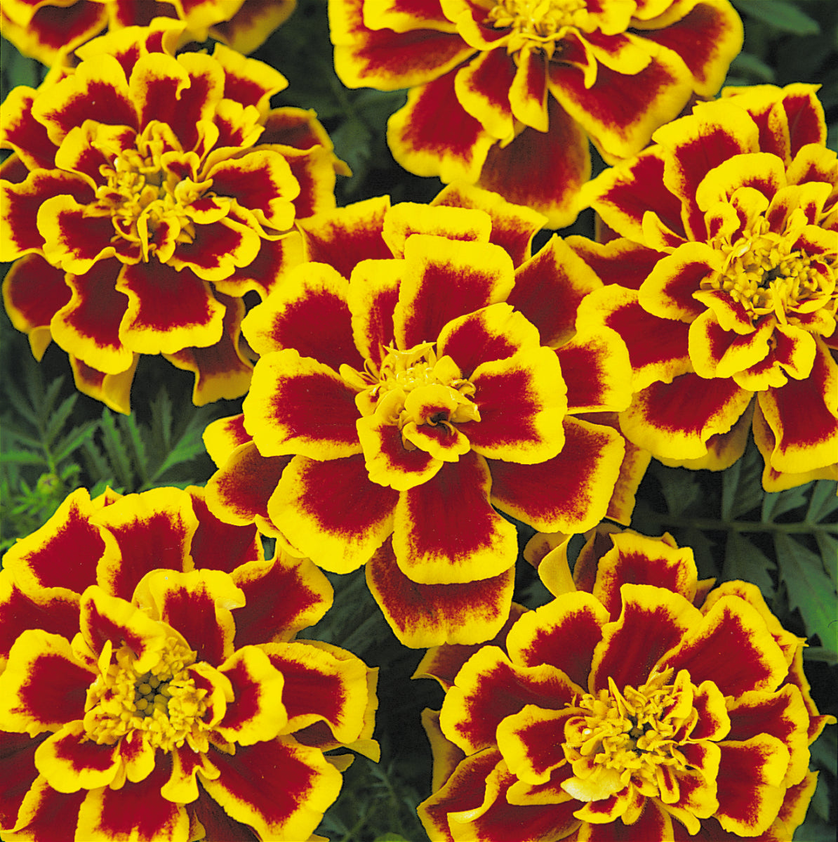 Durango Bee Marigold Flat