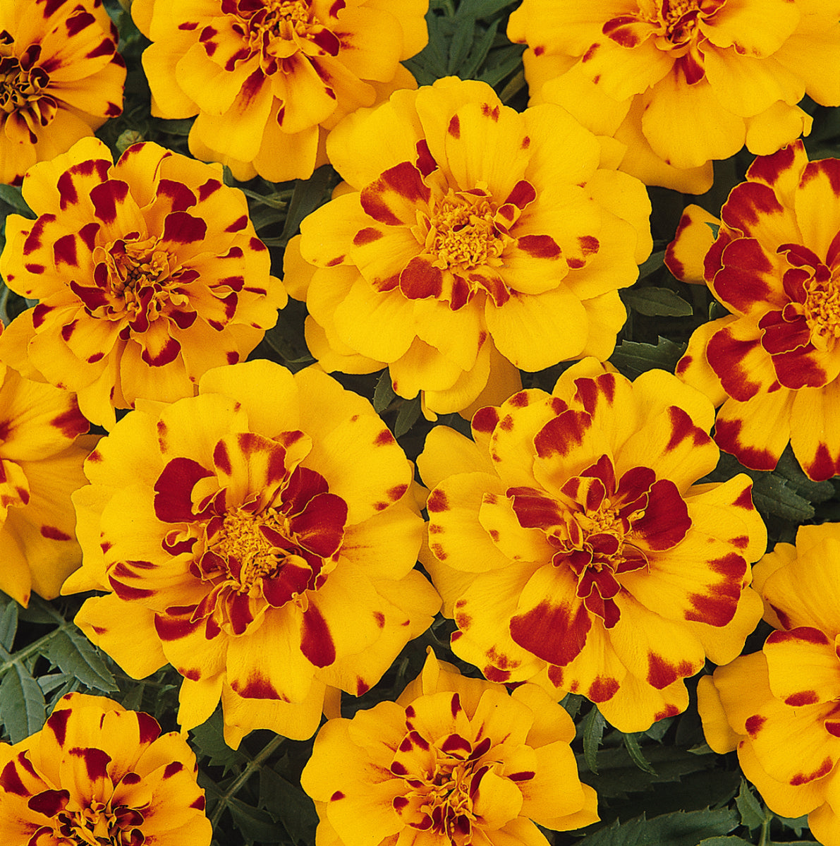 Durango Bolero Marigold Flat