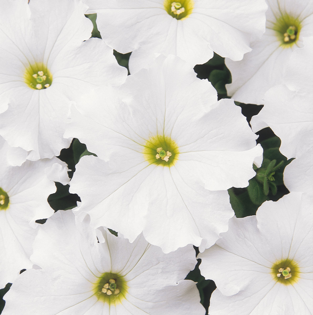 Dreams White Petunia Flat