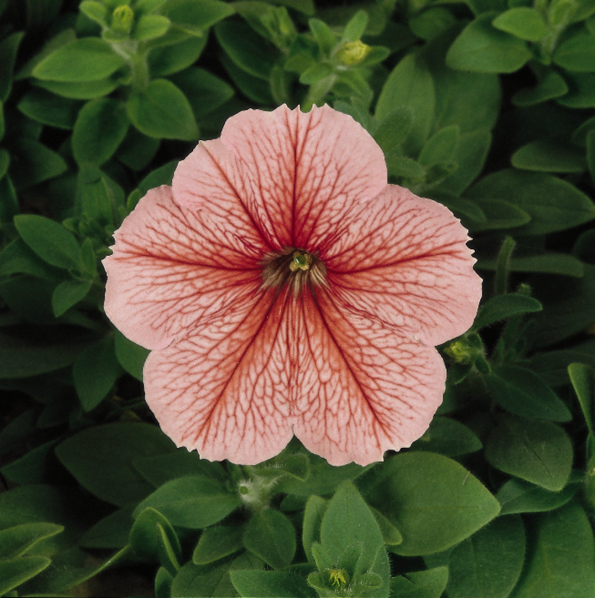 Madness Spring (sal.vein) Petunia Flat