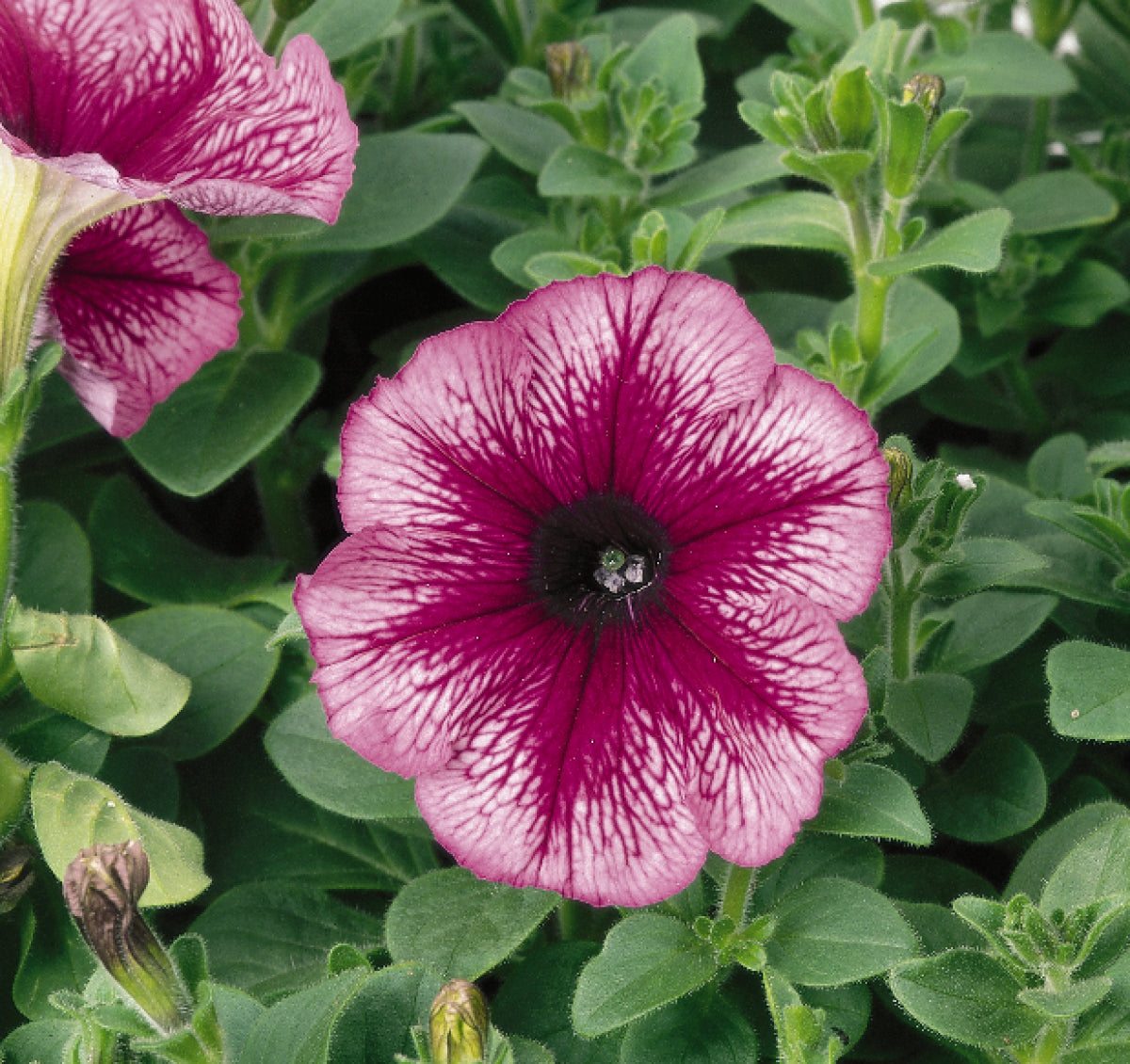 Madness Sugar (orchid) Petunia Flat