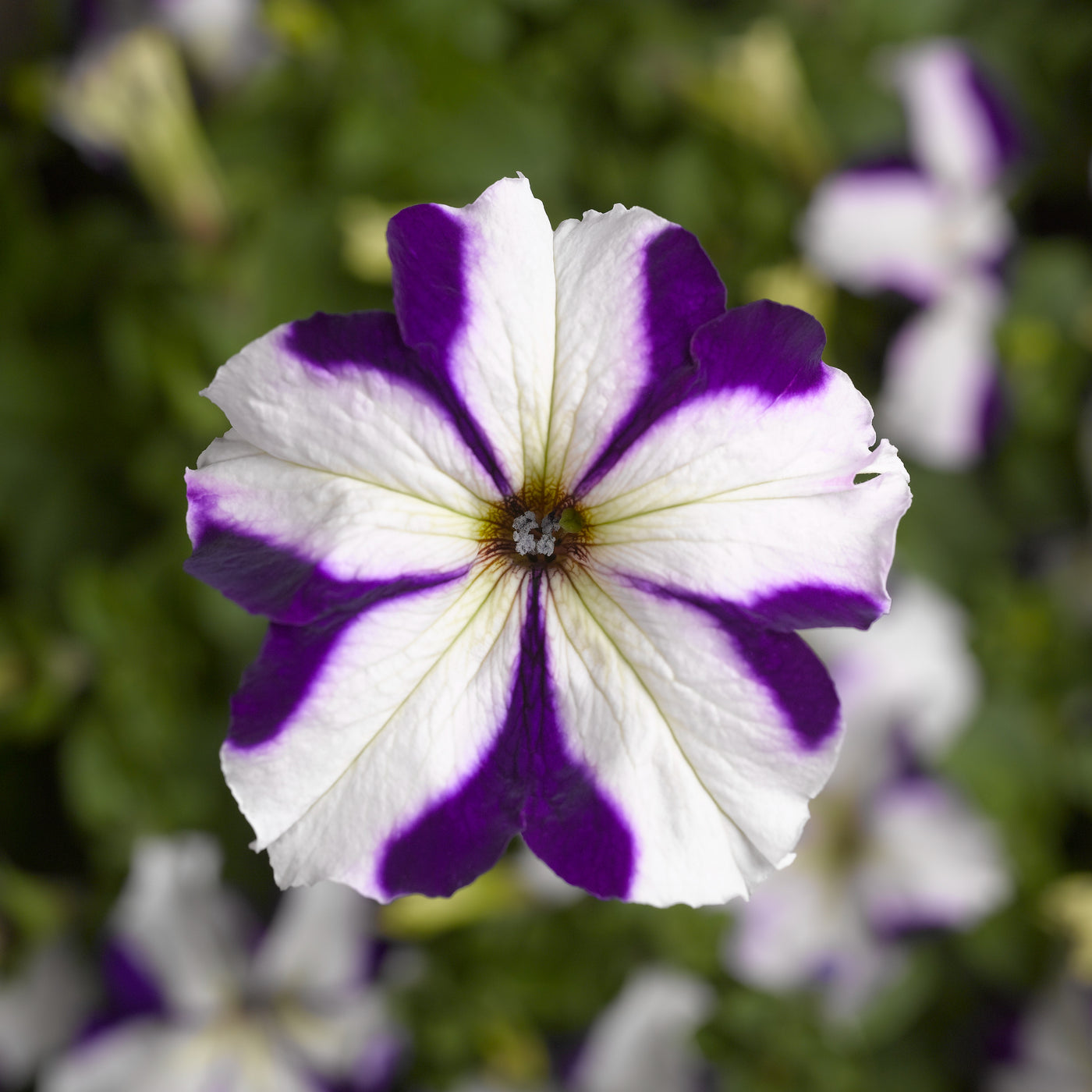 Tritunia Blue Star Petunia Flat