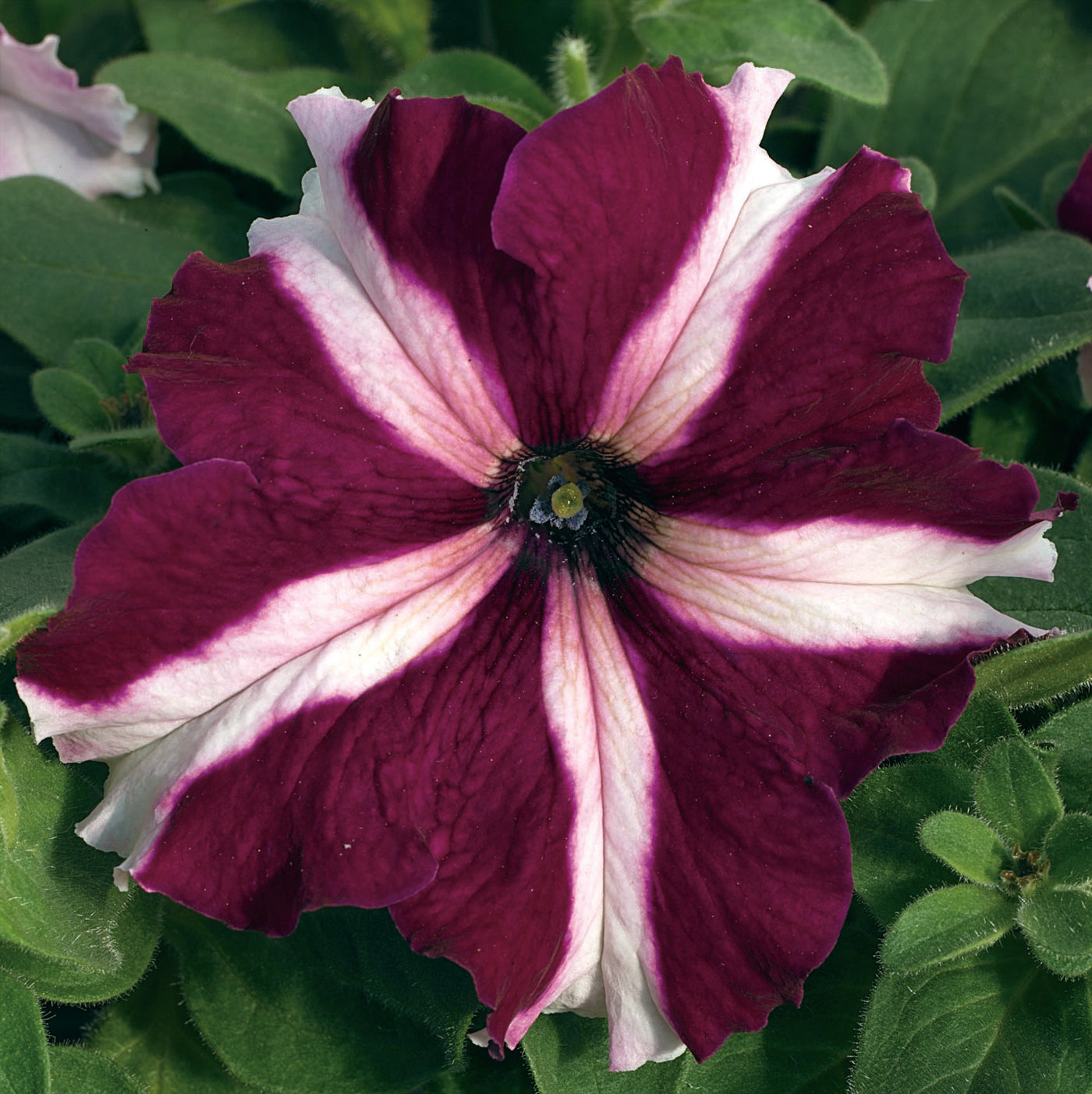 Tritunia Crimson Star Petunia Flat