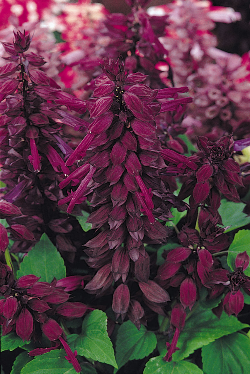 Vista Purple Salvia Flat