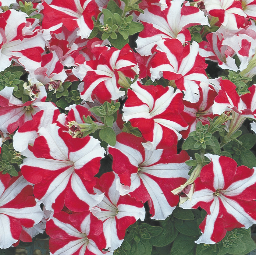 Tritunia Red Star Petunia Flat