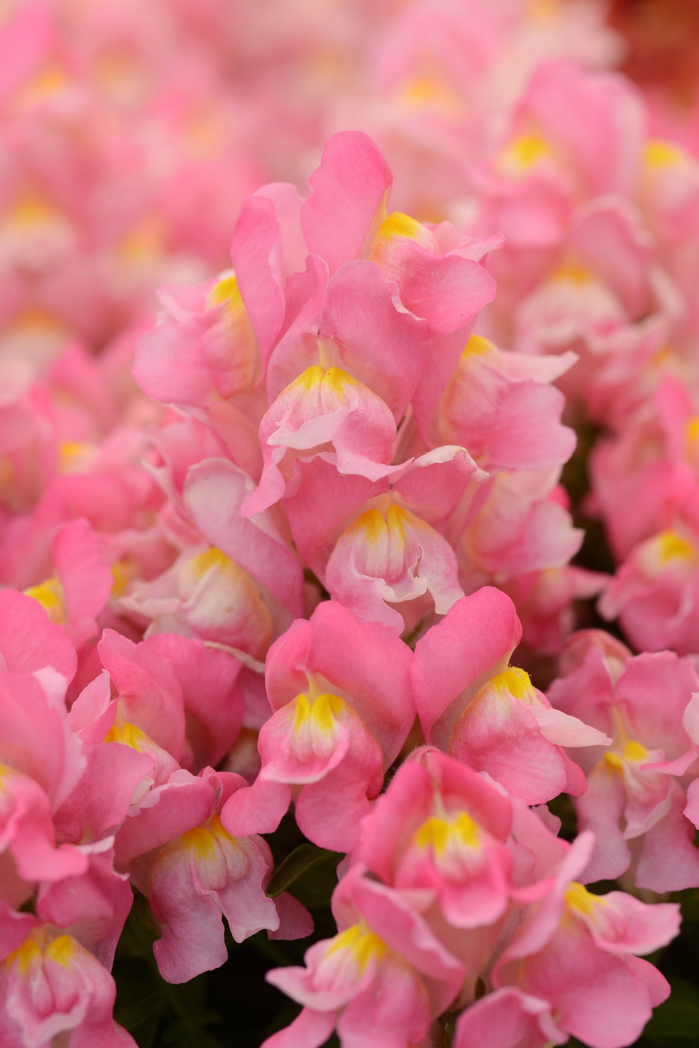 Snapshot Pink Snapdragon Flat