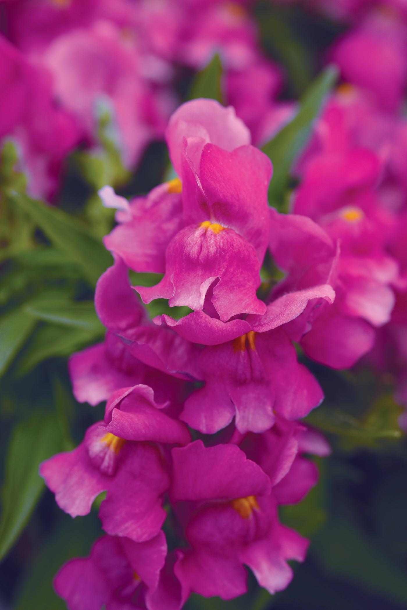 Snapshot Purple Snapdragon Flat