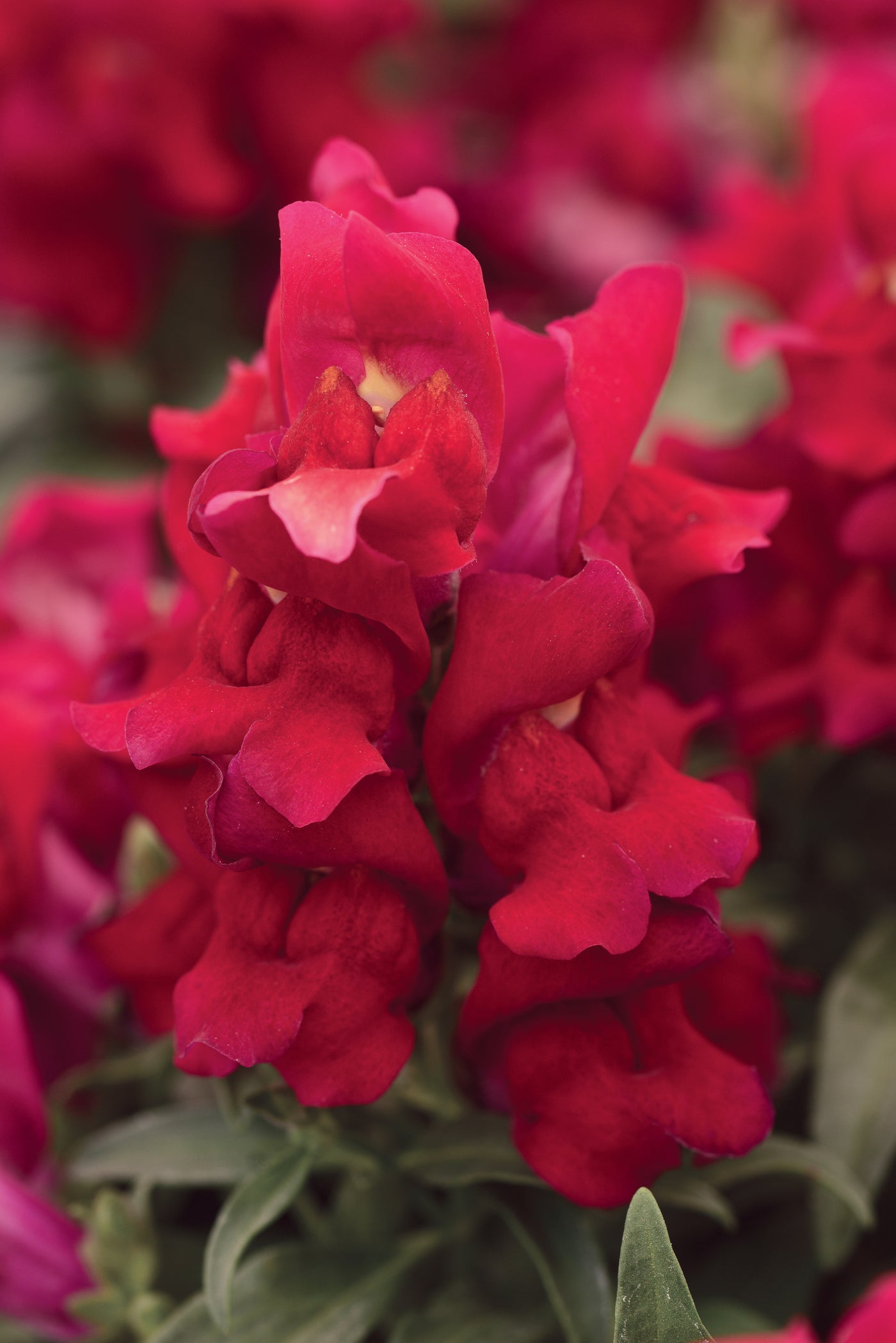 Snapshot Red Snapdragon Flat