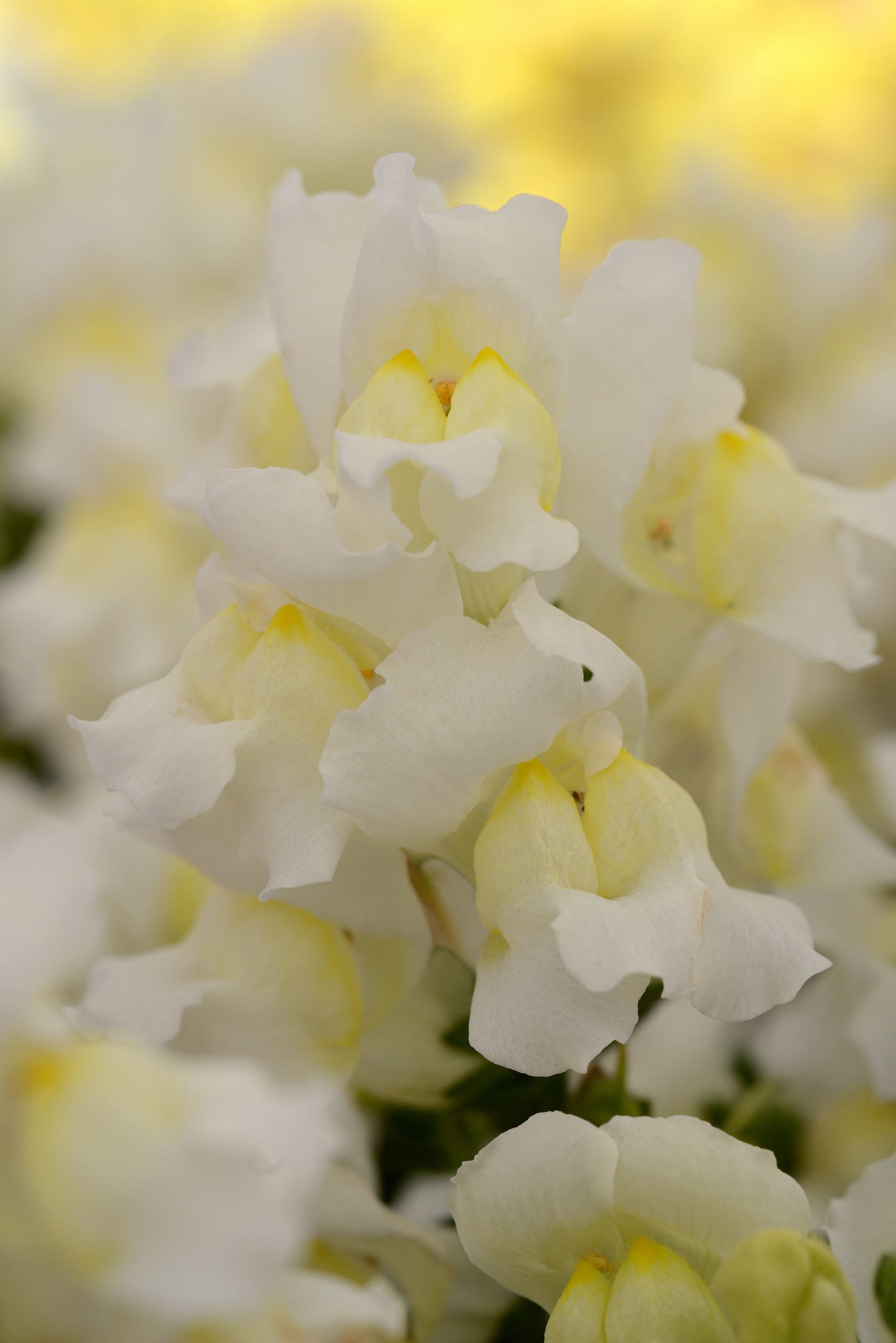 Snapshot White Snapdragon Flat