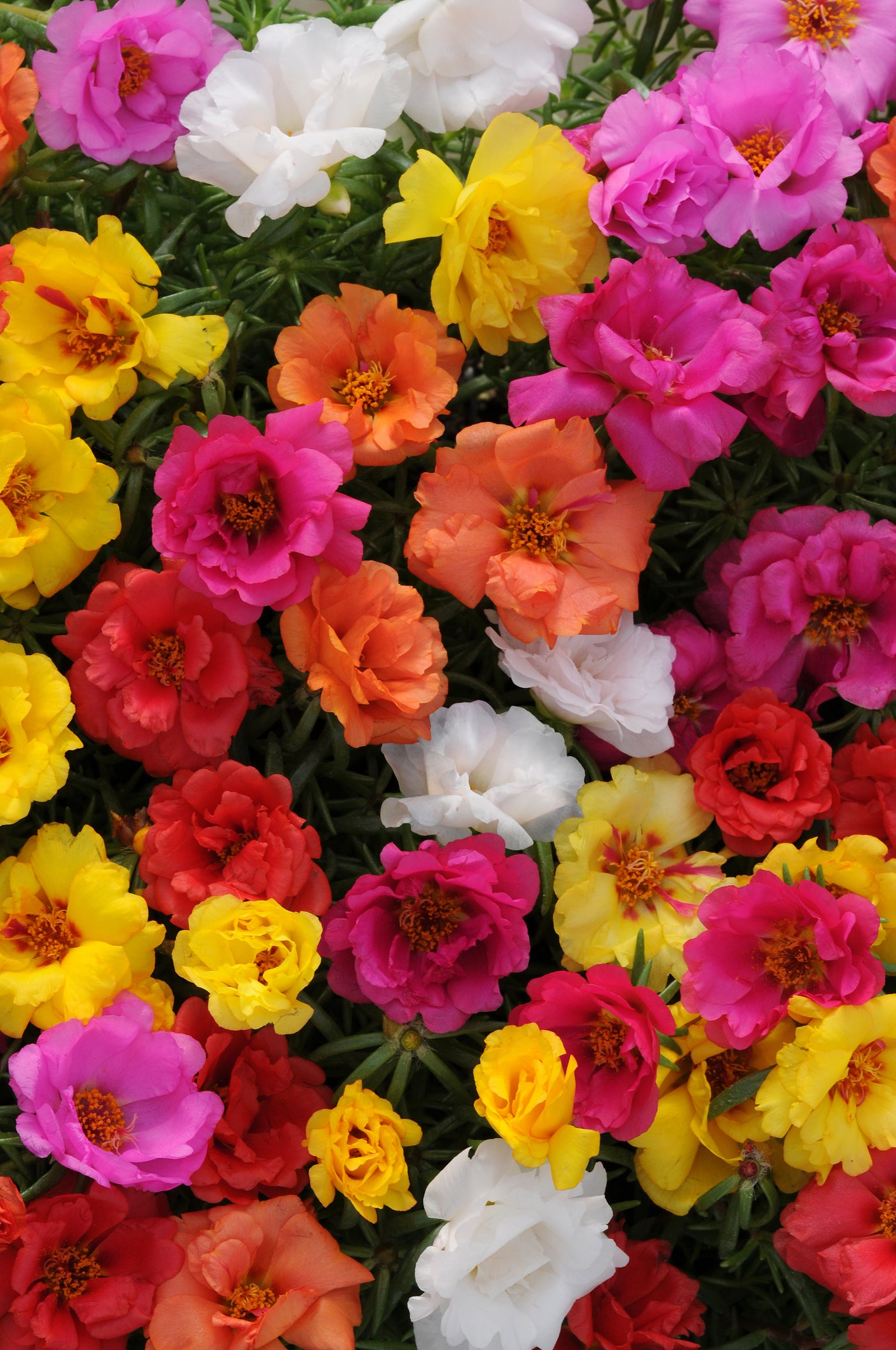 Happy Hour Mix Portulaca Flat