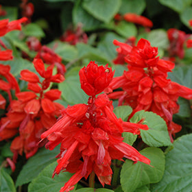 Red Hot Sally II- dwarf Salvia Flat