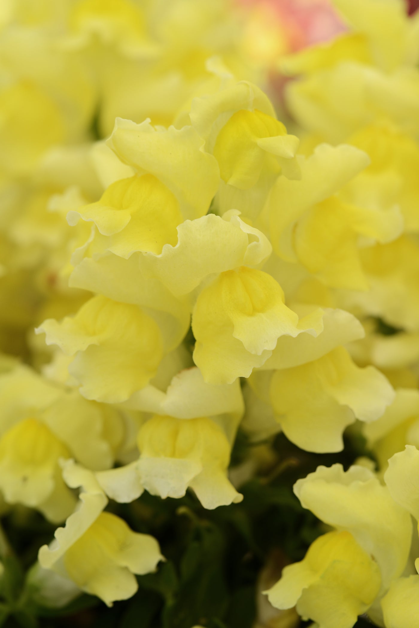 Snapshot Yellow Snapdragon Flat