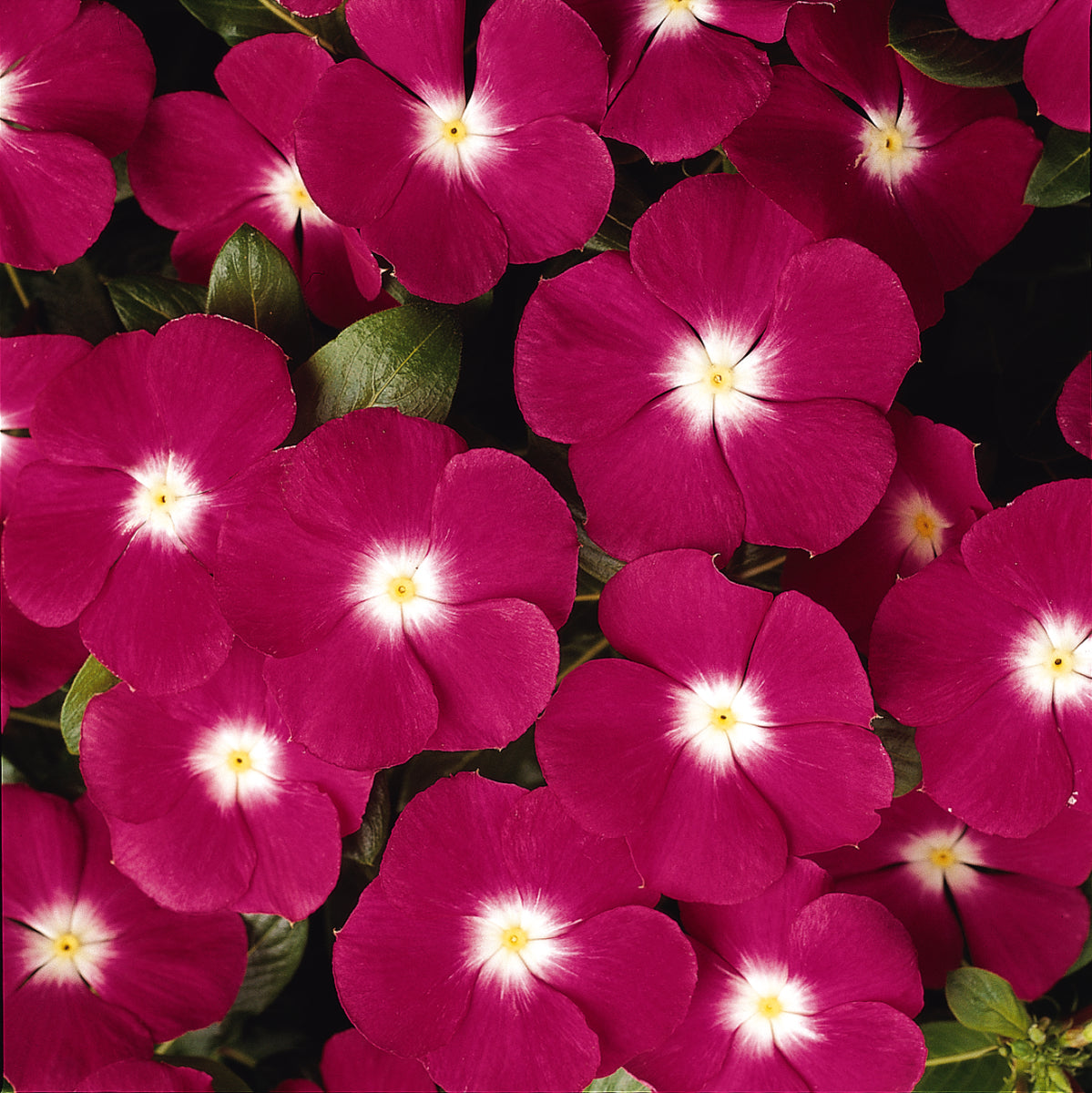 Pacifica Magenta Halo Xp Vinca Flat