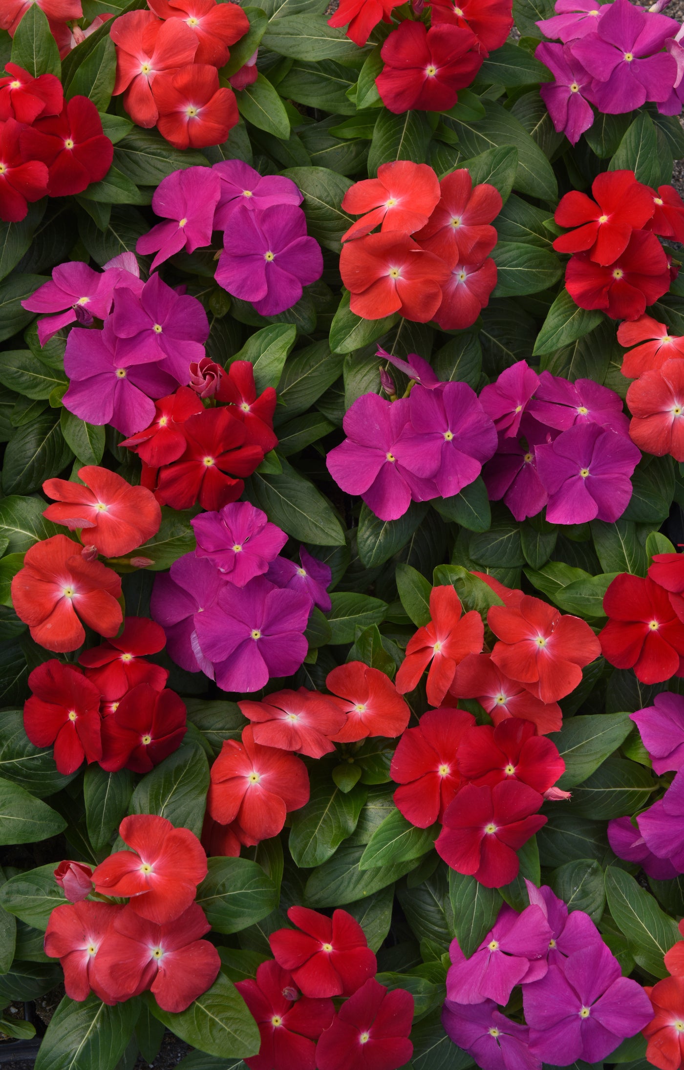 Pacifica Bold Mix Xp Vinca Flat