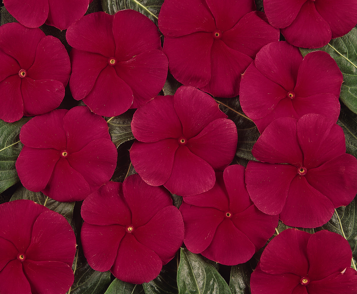 Pacifica Dark Red Xp Vinca Flat