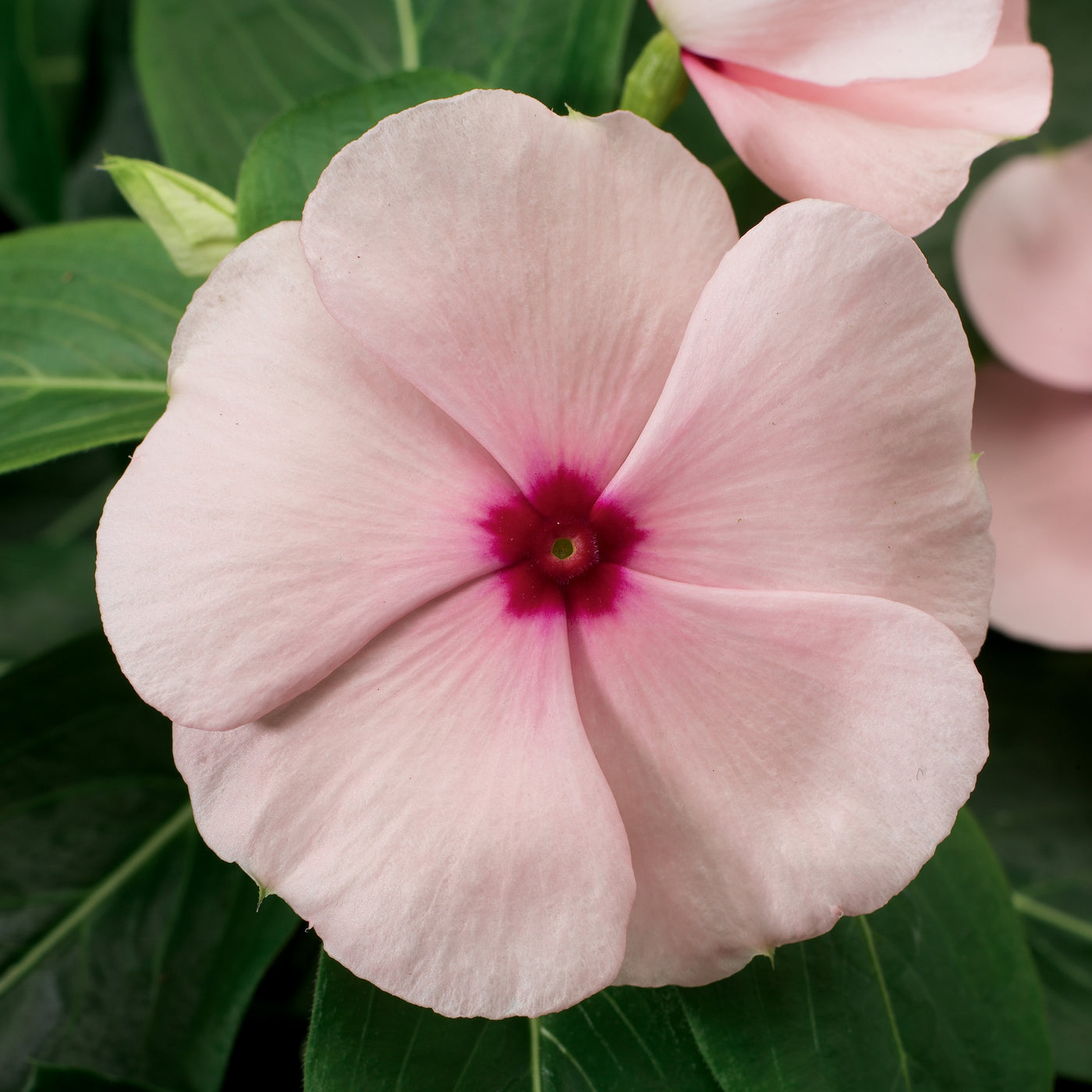 Sun Storm Apricot Vinca Flat