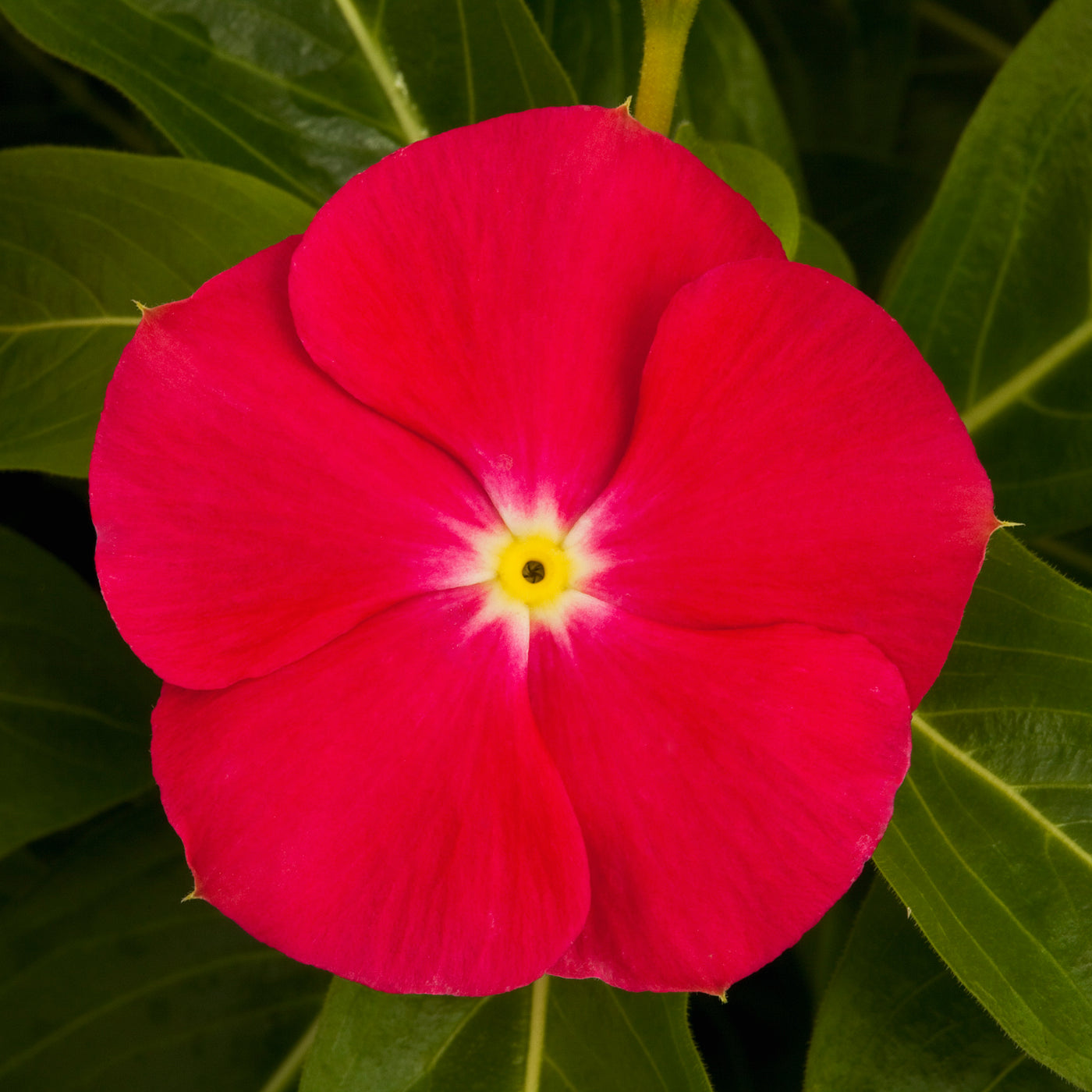 Sun Storm Bright Red Vinca Flat