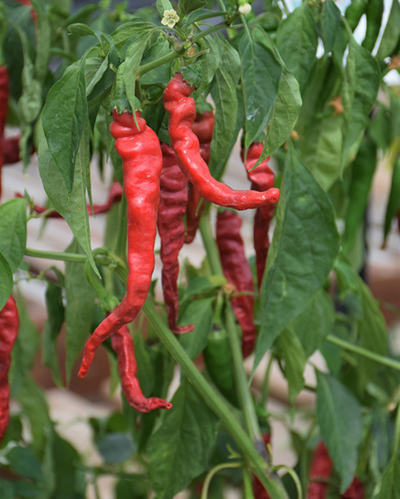 VEG - Pepper - Cayenne