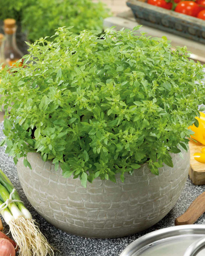 HERB - Basil - Greek Globe