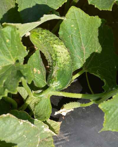 VEG - Cucumber - Bush Pickle