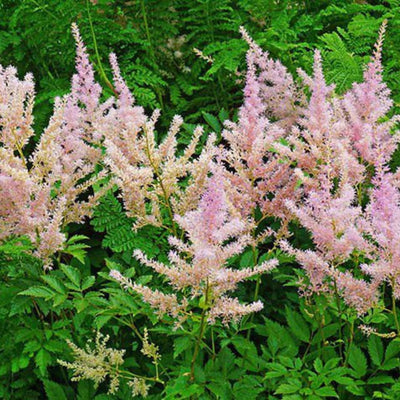 Astilbe 'Pink Lightning'