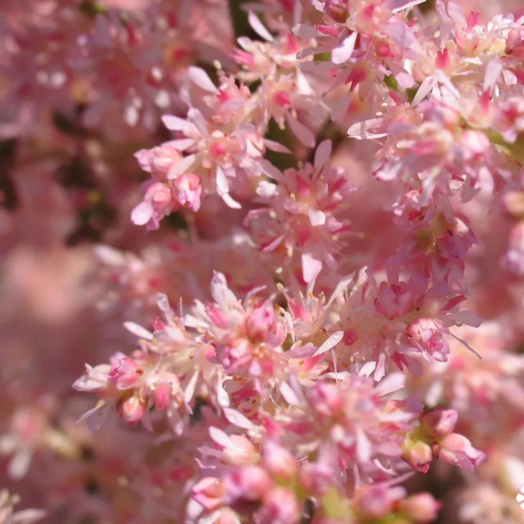 Astilbe 'Pink Lightning'