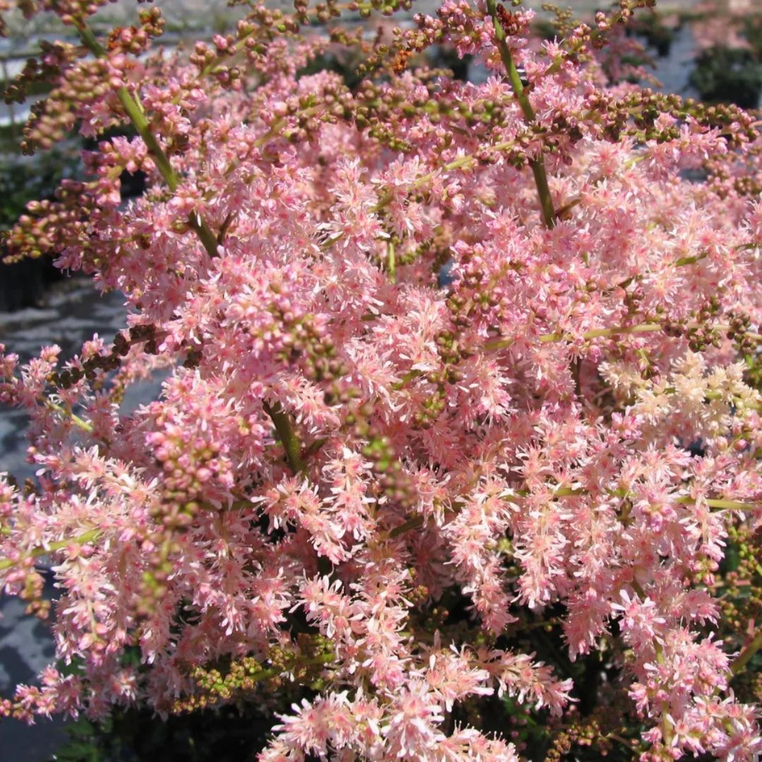 Astilbe 'Pink Lightning'