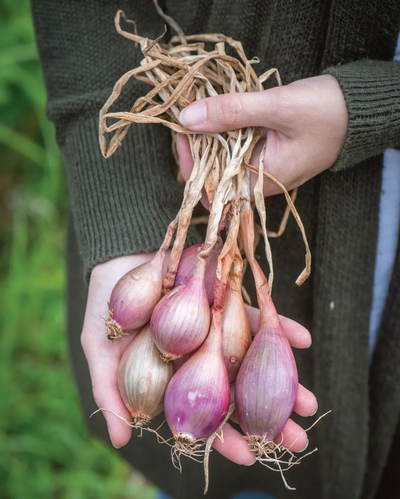 VEG - Shallots