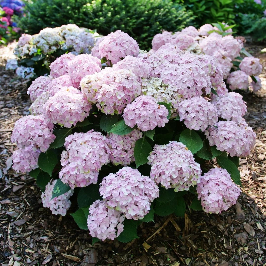 Hydrangea mac. Wee Bit Innocent® Super Impact #3C