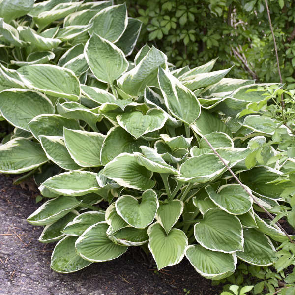 Hosta 'Francee'