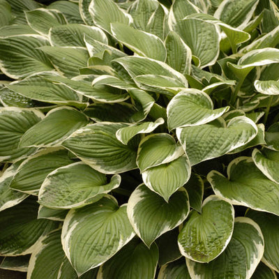 Hosta 'Francee'