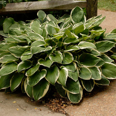 Hosta 'Francee'