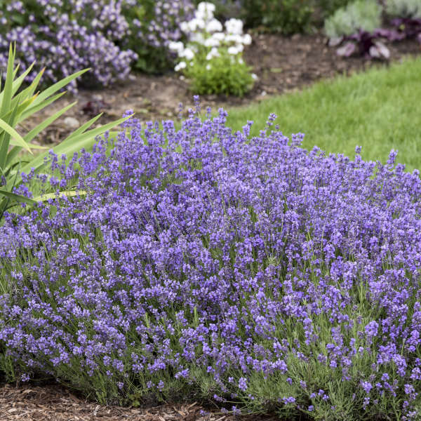 Lavandula 'Munstead'