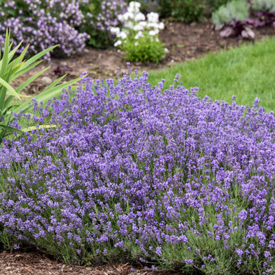 Lavandula 'Munstead'