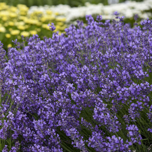 Lavandula 'Munstead'