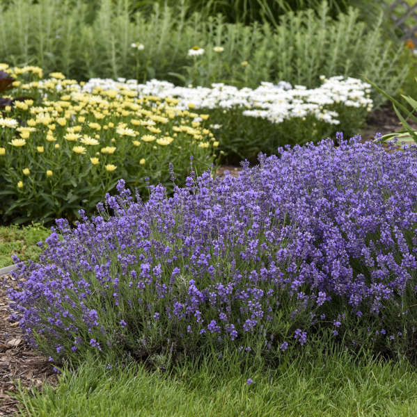 Lavandula 'Munstead'