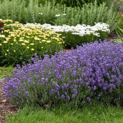 Lavandula 'Munstead'