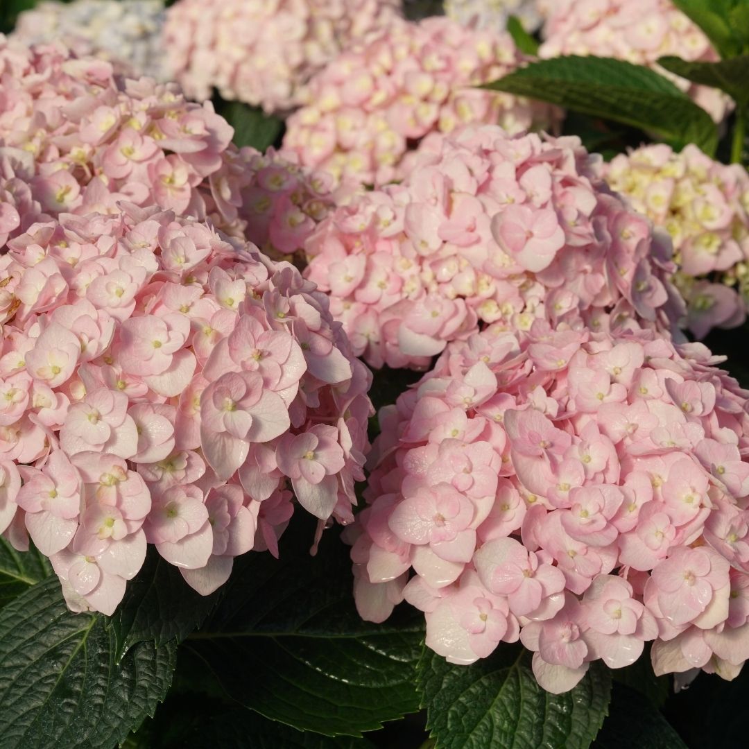 Hydrangea mac. Wee Bit Innocent® Super Impact #3C