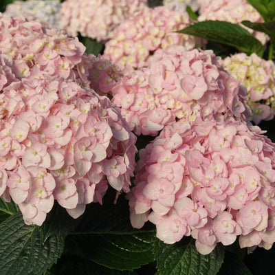 Hydrangea mac. Wee Bit Innocent® Super Impact #3C