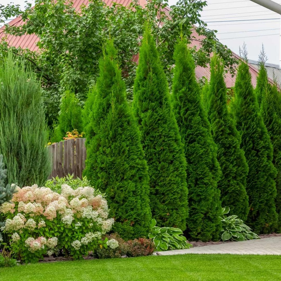 Thuja 'Emerald Green'